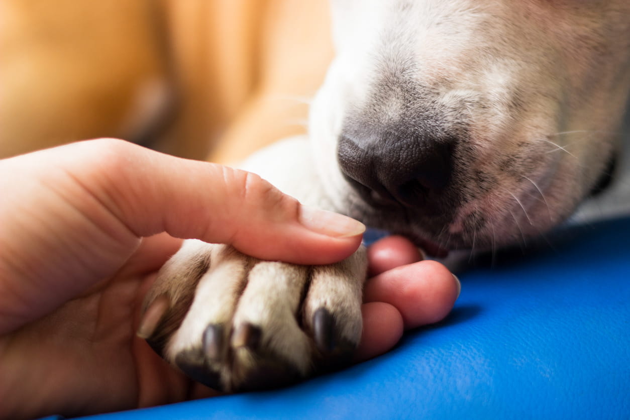 Blog – Dog bite prevention and treatment | Main Line Health